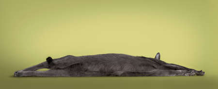 Cute Korat cat, laying down fully stretched showing belly.. Isolated on a pastel soft green solid background.の写真素材
