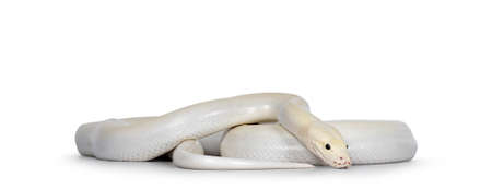 Ivory young adult Python bivittatus or Burmese