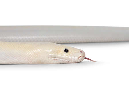 Head shot of ivory young adult Python bivittatus or Burmese. Isolated on a white background. Tongue...