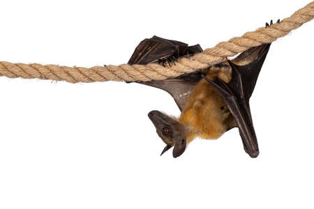 Young adult flying fox, fruit bat aka Megabat, clawing from right to left over sisal rope. Looking side ways showing gprofile. Isolated on white background.の写真素材
