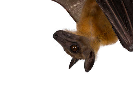 Head shot of young adult flying fox, fruit bat aka Megabat, hanging upside down. Looking sode ways away from camera. Isolated on white background.の写真素材