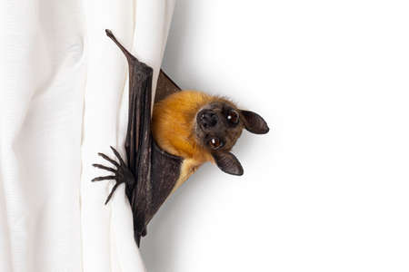 Cute fruit bat hanging in white curtain, looking very curious and sweet toward camera. Isolated on a white wall background.の写真素材