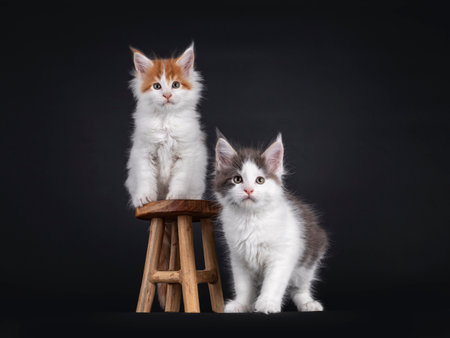 Two adorable Maine Coon cat kitten, sitting on and stadign beside on an beside little wooden stool. Looking very curious towards camera. isolated on a black background.の写真素材