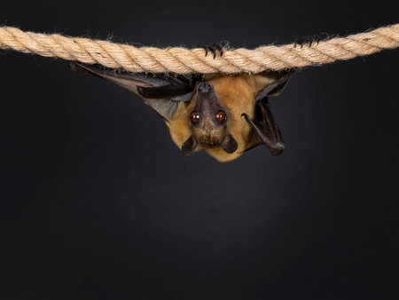 Young adult flying fox, fruit bat aka Megabat or chiroptera, hanging on sisal rope facing front...