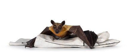 Young adult flying fox, fruit bat aka Megabat of chiroptera, laying flat on leather glove. Looking...