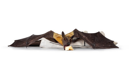 Young adult flying fox, fruit bat aka Megabat of chiroptera, laying flat on leather glove eating banana. Looking straight to camera. Isolated on white background.の写真素材