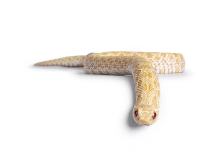Front view of young albino hognose snake moving over edge. Isolated on a white background.