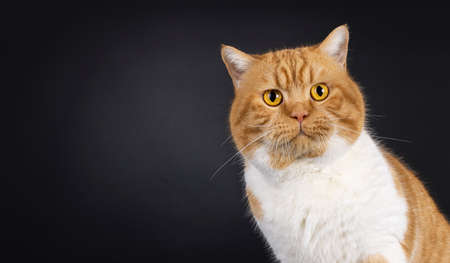Head shot of impressive red with white adult British Shorthair cat, sitting up. Looking towards...