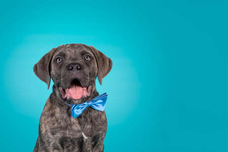 Cute portrait of brindle Cane Corso dog puppy, sitting up facing front wearing a blue satin bow tie around neck. Looking towards camera. Isolated on a solid turquoise background. Mouth open.の写真素材