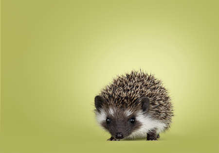 Cute little hedgehog baby. Isolated on a green background. Standing facing front and looking towards...