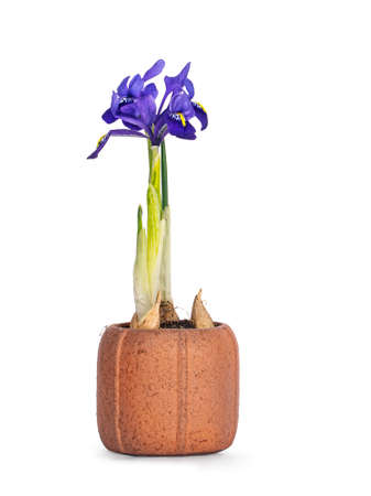 Side view of blooming blue Iris plant in terracotta pot. Isolated on a white background.の写真素材