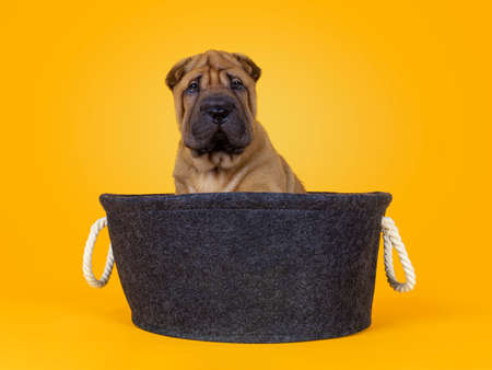 Adorable Shar-pei dog puppy, sitting up in gray felt basket. Looking towards camera with cute droopy eyes. Isolated on a sunflower yellow background.の写真素材