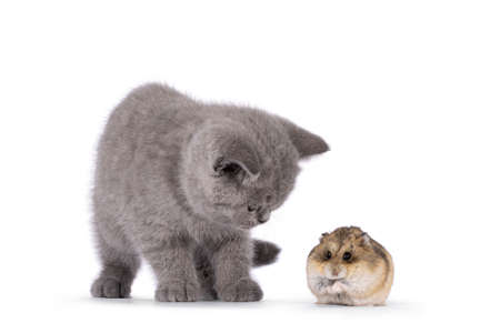 Adorable blue British Shorthair cat kitten, standing beside and looking to brown Campbelli hamster. Isolated on a white background.の写真素材