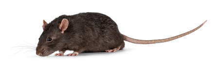 Cute dark brown pet rat, walking side ways. Looking ahead from camera with beady eyes. Isolated on a white background with copy space..の写真素材