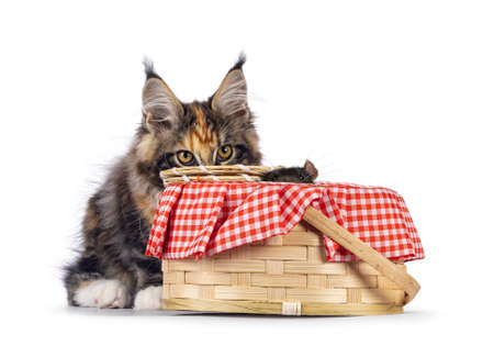 Impressive tortie with white Maine Coon cat kitten, sitting and staring at brown rat in picnic basket. Isolated on white background.の写真素材