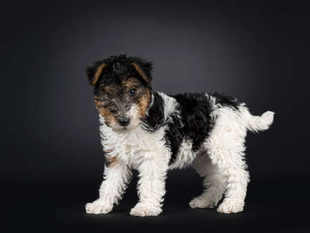 Cute Fox Terrier dog puppy, standing side ways. Looking towards camera. Isolated on a black background.の写真素材