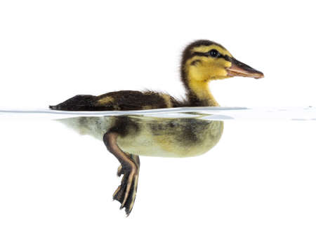 Cute little duckling swimming in water. Duckie having fun. Photographed half under and half above water. Isolated on a white background.の写真素材