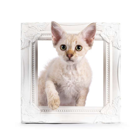 Chocolate tabby blotched tonkinese pointed longhair LaPerm cat kitten, standing through empty...