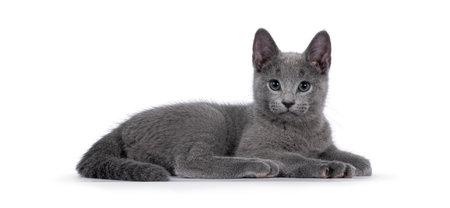 True typed Russian Blue cat kitten, laying down side ways. Looking straight to camera with green eyes. Isolated on a white background.の写真素材