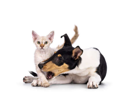 Smooth Collie dog puppy and LaPerm cat kitten, playing together. Cat looking towards camera. Isolated on a white background.の写真素材
