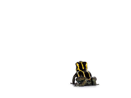 Tiny ranitomeya ventrimaculata aka reticulated poison frog sitting backwards. Isolated on a white background.の写真素材
