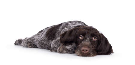 Young brown and white German wirehaired pointer dog puppy, laying down head down. Looking straight...