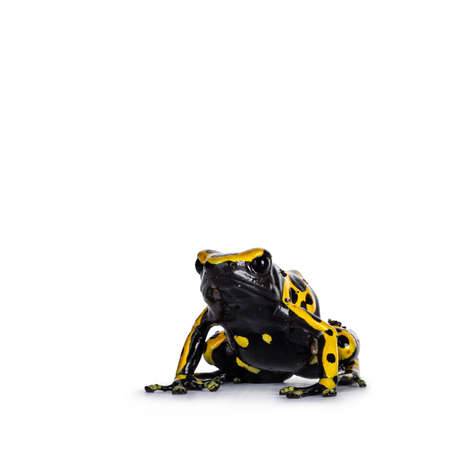 Colorful Yellow-banded Poison Dart Frog aka Dendrobates leucomelas, sitting up facing front. Isolated on a white background.の写真素材