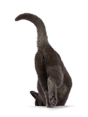 Back side of handsome gray house cat, walking away from camera with tail fierce up. Isolated on a white background.の写真素材