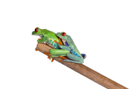Two Red-eyed tree frogs aka Agalychnis callidryas, sitting on wooden stick holding each other....