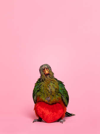 Young Australian King parrot getting feathers, sitting facing front on red velvet heart shaped toy....