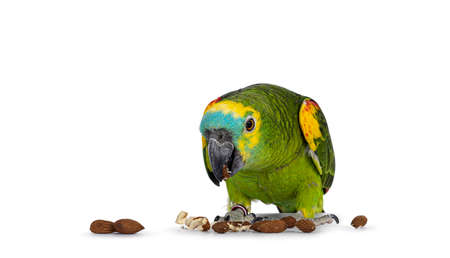 Blue or turquoise fronted Amazon parrot aka Amazona aestiva, sitting facing front. Nut in one paw and other food on the ground. Showing both eyes to camera. Isolated on a white background.の写真素材