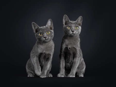 Duo of Korat cat kittens, sitting beside each other. Looking towards camera. Isolated on a black...