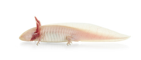 Side view of white axolotl aka Ambystoma mexicanum, laying on surface under water. Isolated on a white background.の写真素材