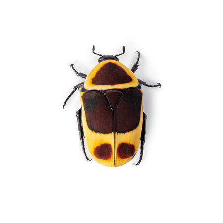 Top view shot of Congo Rose chafer aka Achnoda marginata peregrina. Isolated on a white background.の写真素材