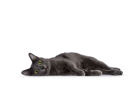 Young adult Korat cat, laying down on side very relaxed. Looking straight to camera with green eyes. Isolated on a white background.の写真素材