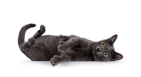 Young adult Korat cat, laying down on back rolling over with belly in the air. Looking straight to camera with green eyes. Isolated on a white background.の写真素材