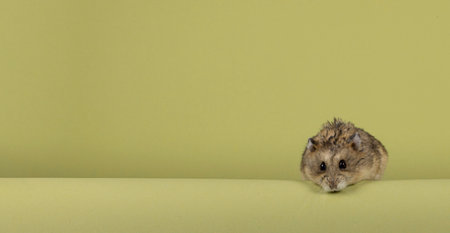 Cute brown hamster, standing on edge. Looking towards camera. Isolated on a green background with...
