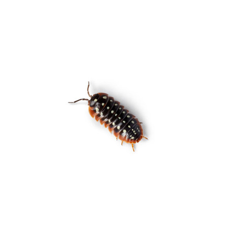Top view of a Armadillidium klugii Montenegro aka Clown Isopod, Moving towards camera showing the...