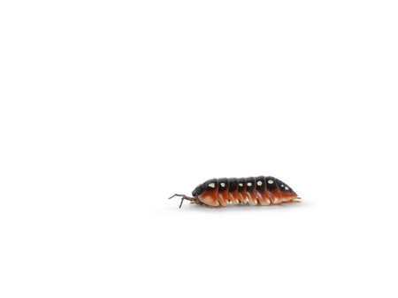Side view of a Armadillidium klugii Montenegro aka Clown Isopod, Moving towards camera showing the...