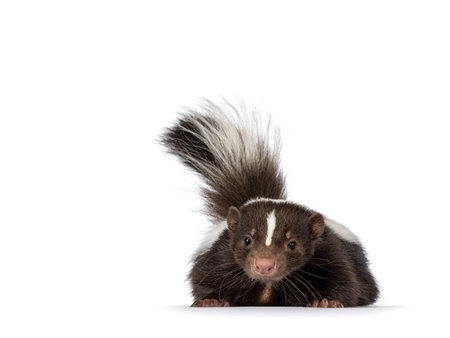 Cute classic brown with white striped young skunk aka Mephitis mephitis, laying down flat facing front. Looking towards camera with tail high up. Isolated on a white background.の写真素材