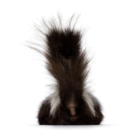 Back side of classic brown with white striped young skunk aka Mephitis mephitis, laying down flat showing butt. Looking away from camera with tail high up ready to spray. Isolated on a white background.の写真素材