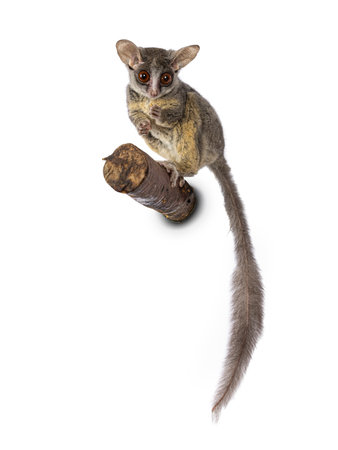 Adorable South African Bushbaby aka Galago Moholi or nagapie, standing on branch. Tail down and...