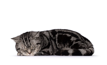 Handsome adult British Shorthair cat, laying down side ways. Eyes closed sleeping on the job. Isolated on a white background.の写真素材