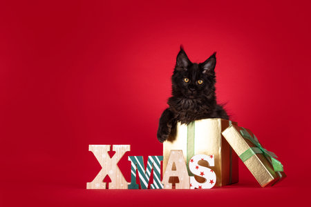 Cute black Maine Coon cat kitten, sitting in golden gift box standing behind wooden Christmas decoration. Looking straight to camera. Isolated on a vibrant red background.の写真素材