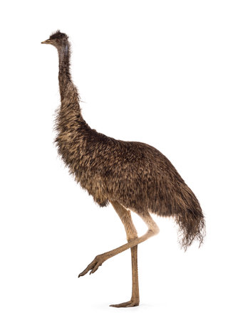 Adult emu bird aka Dromaius novaehollandiae, walking side ways. Isolated on a white background.の写真素材