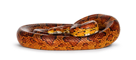 Full length shot of normal colored Corn Snake aka Red rat snake or Pantherophis guttatus. Isolated...