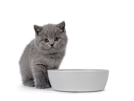 Adorable chubby British Shorthair cat kitten, sitting beside gray bowl. Looking towards camera. isolated on a white background.の写真素材