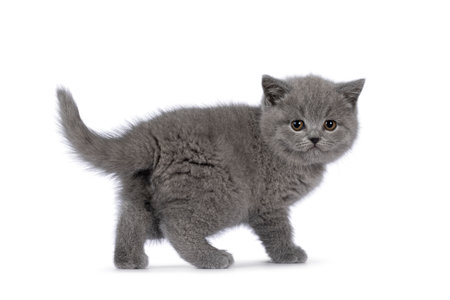 Adorable chubby British Shorthair cat kitten, standing side ways with butt towards camera. Looking over shoulder towards camera. isolated on a white background.の写真素材