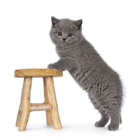 Adorable chubby British Shorthair cat kitten, standing sideways with front paws on little wooden stool. Looking towards camera. isolated on a white background.の写真素材