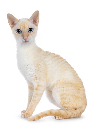 Cute red German Rex cat, sitting up sideways. Looking straight to camera with blue eyes. isolated on...